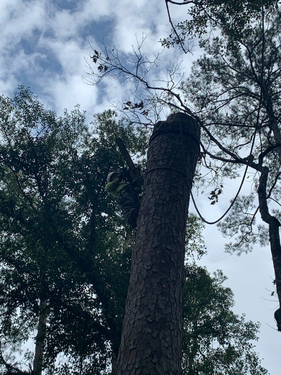 Tree Services 6