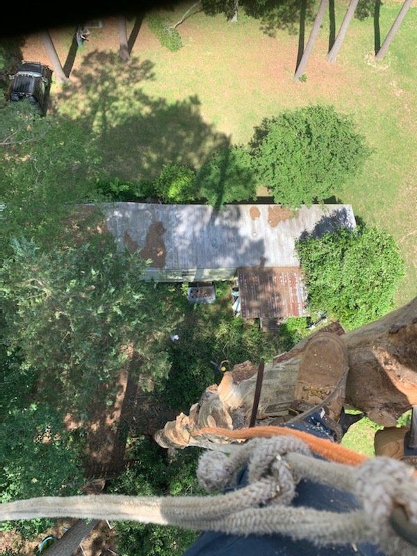 Tree Services 10