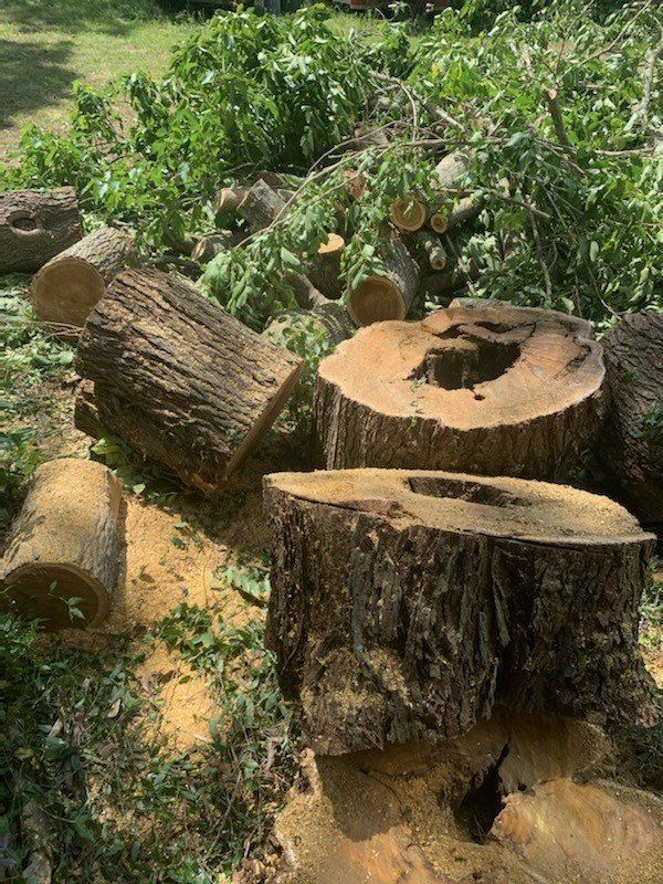 Tree Services 7