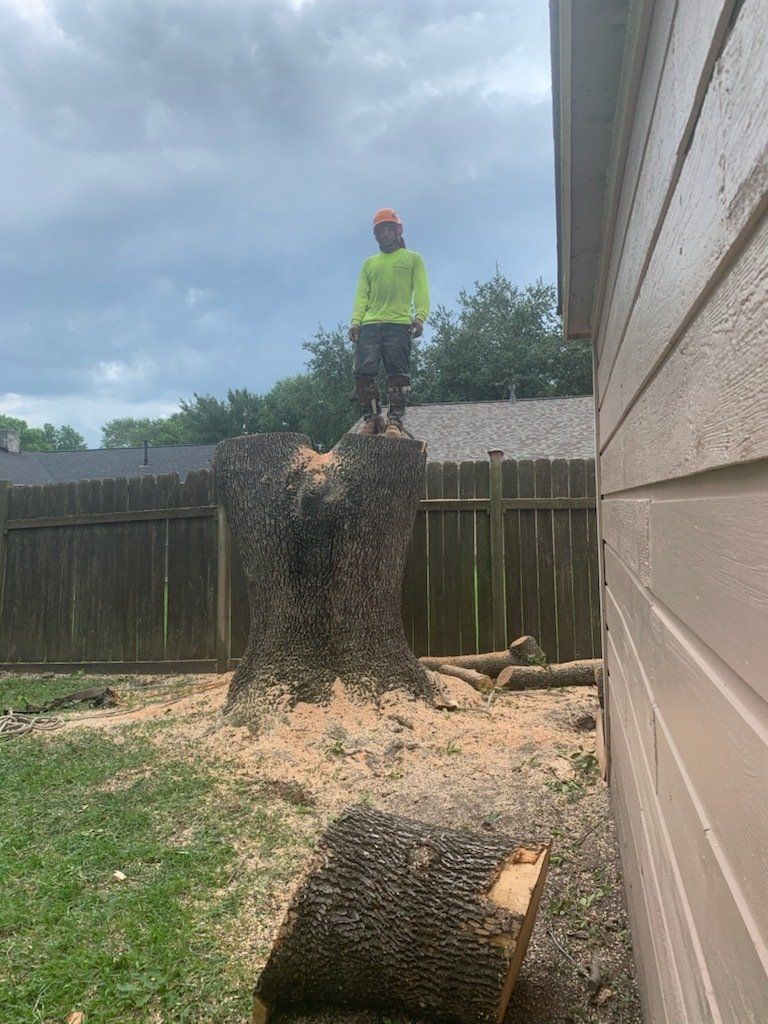 Tree Services 5