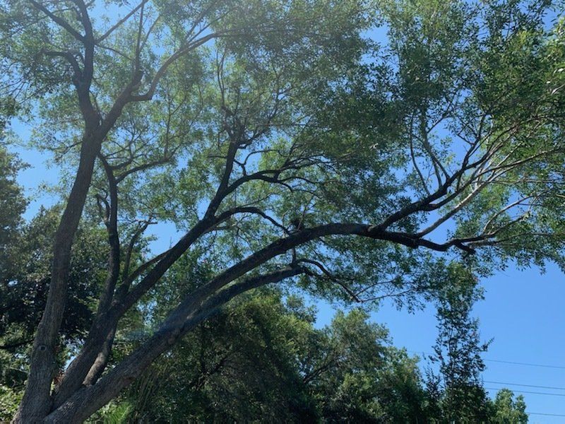 Tree Services 4