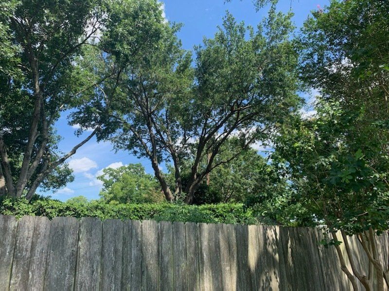 Tree Services 2
