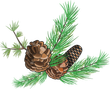 A spring of pine with pine cones