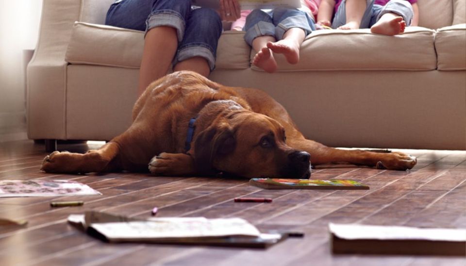Pet Dog Laying on Flooring — Oklahoma City, OK — Temple Johnson Floor Company Pet Dog Laying on Flooring — Oklahoma City, OK — Temple Johnson Floor Company