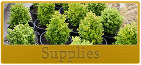 Bushes in Pots - Garden Center