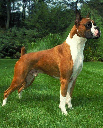 Criadero de boxer