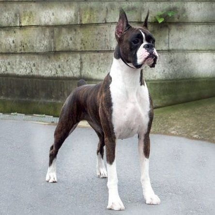 Boxer en Aguascalientes
