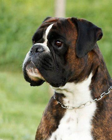 Boxer en Chiapas
