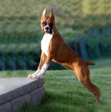 Boxer en Chihuahua