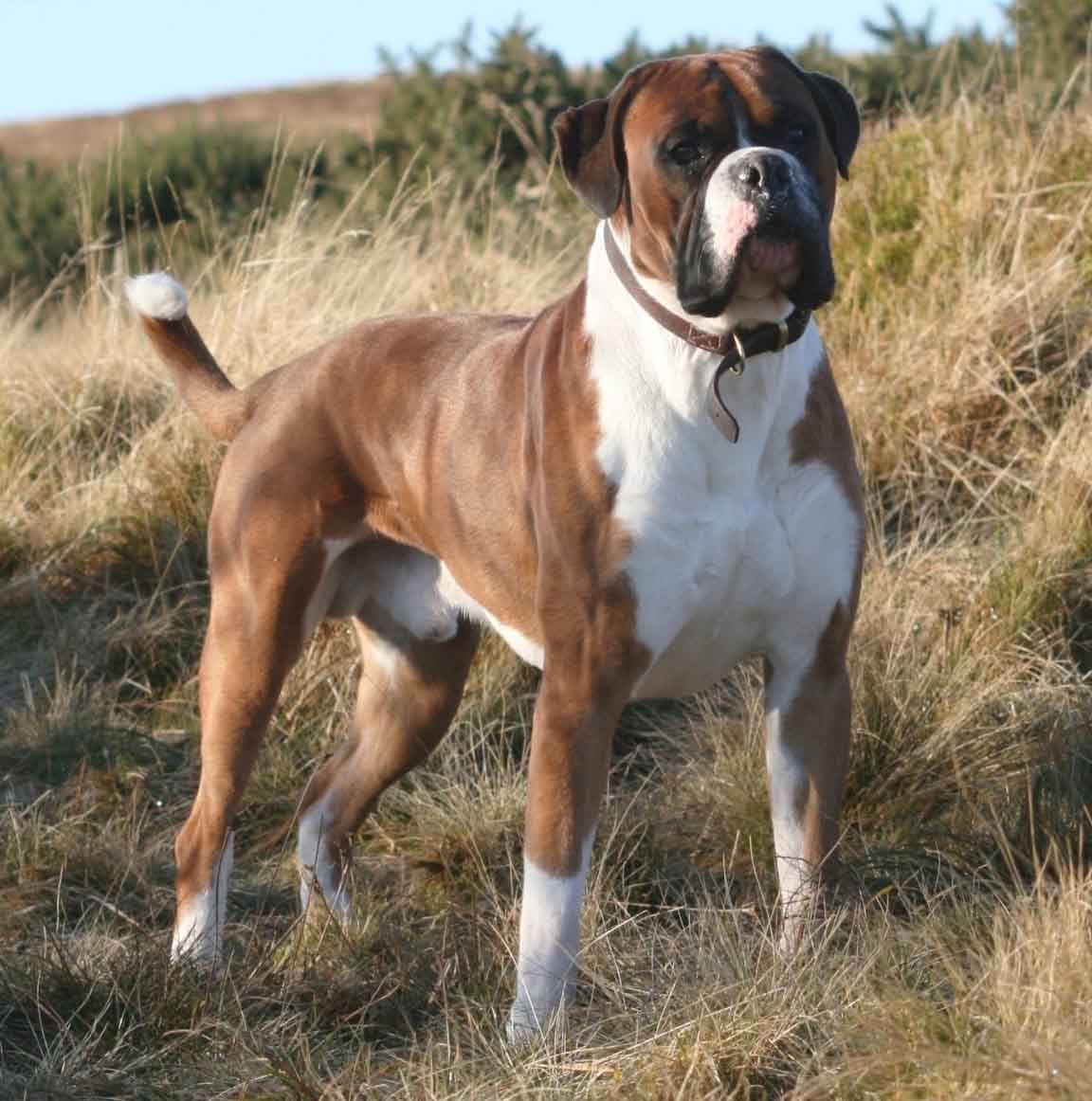 Boxer en Monterrey