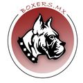 boxer en venta