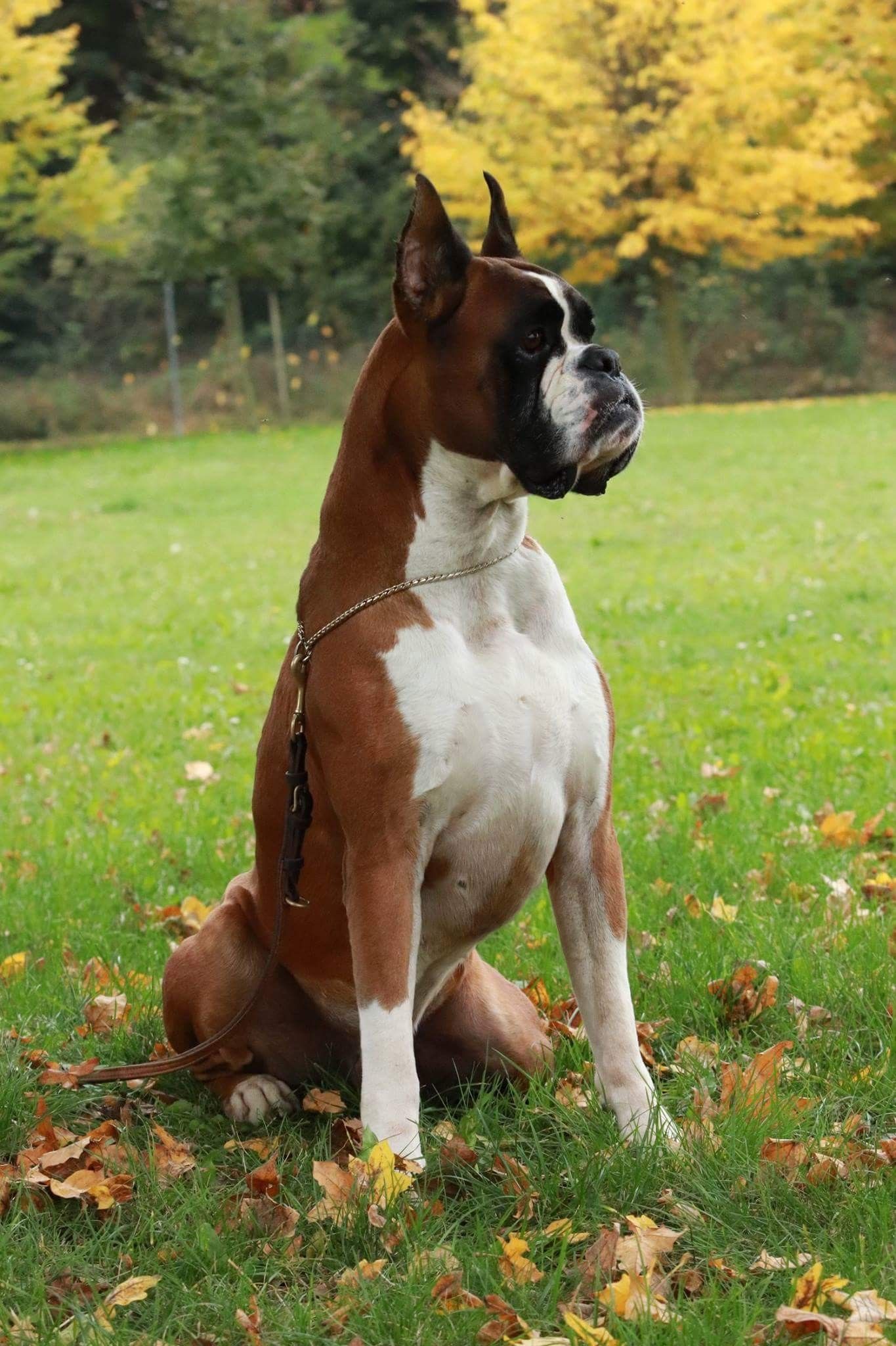 Boxer en venta