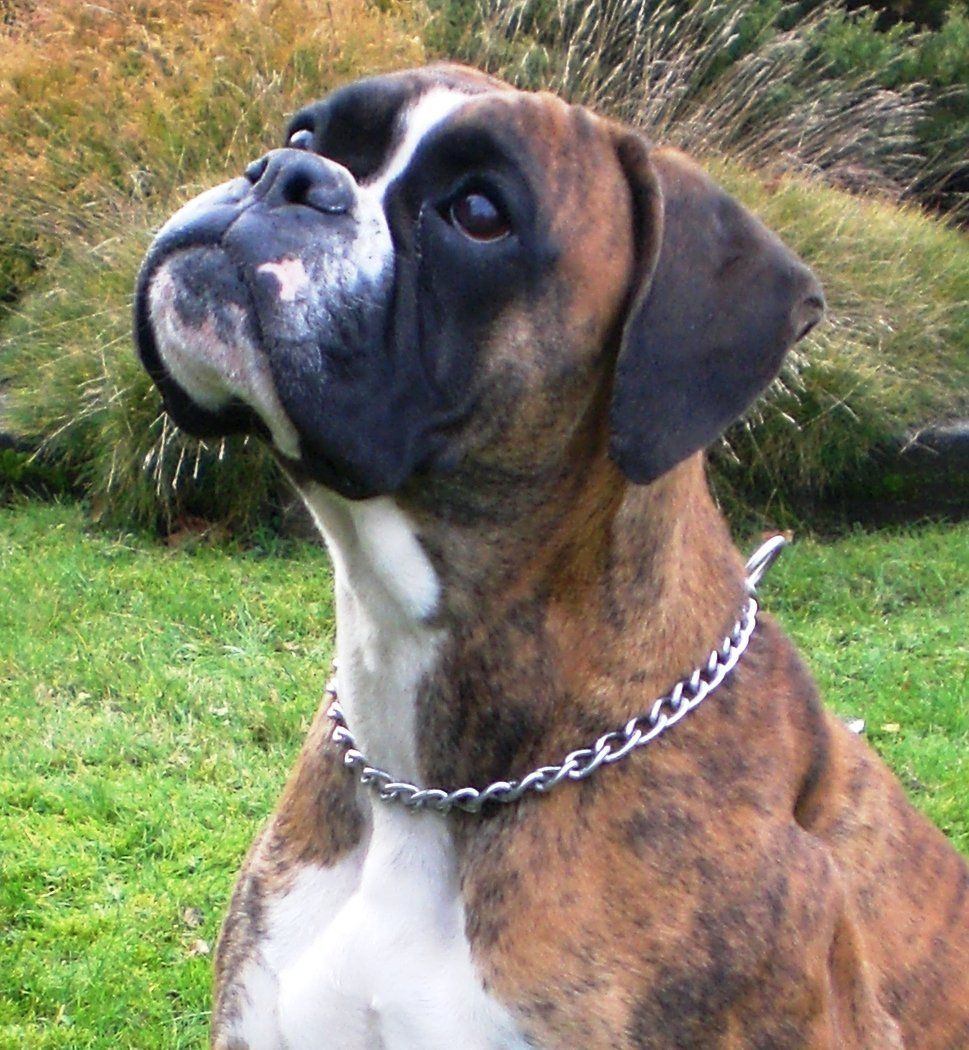 boxer en venta