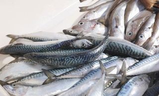 Fresh fish