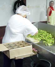 Team Member Handling Pickled Okra