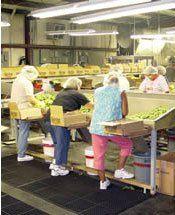 Team Members Working With Pickled Okra