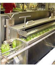 Crisp Okra Pickles Being Sorted