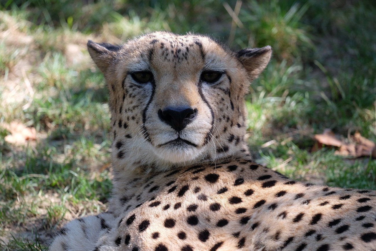 cheetah
