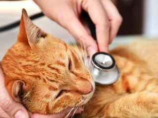 Veterinario Vicenza Veterinario Vicenza