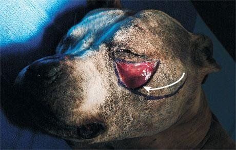 cane ferita faccia