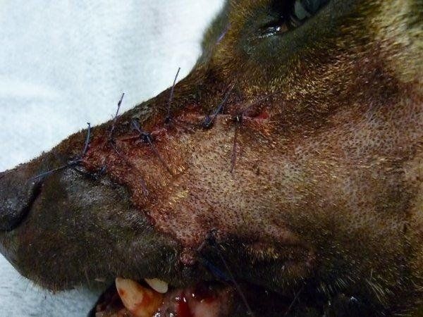 cane chirurgia ricostruttiva faccia