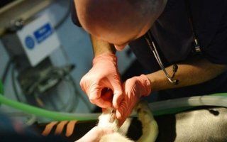 Trattamenti di medicina veterinaria interna Trattamenti di medicina veterinaria interna