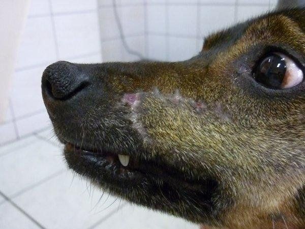 cane chirurgia ricostruttiva faccia