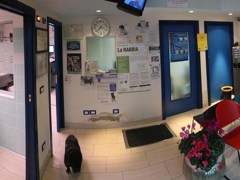 Veterinario Vicenza Veterinario Vicenza