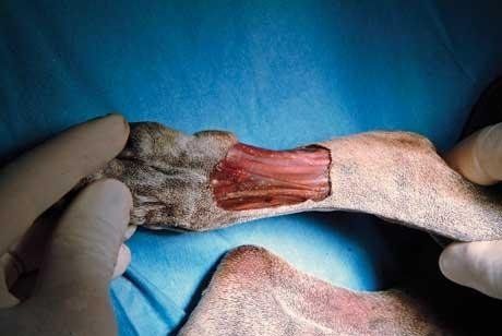 cane ferita zampa