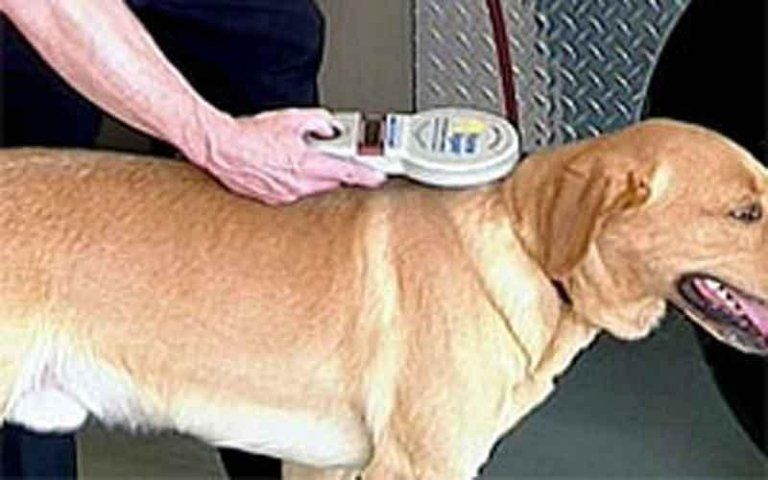 applicazione microchip