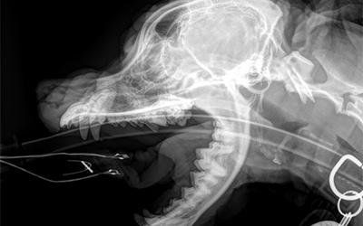 Diagnostica per immagini a raggi X