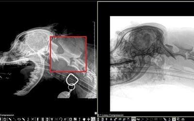Diagnostica per immagini a raggi X