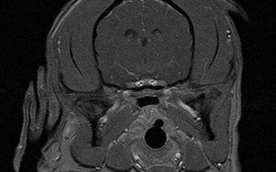 Neurologia veterinaria Vicenza