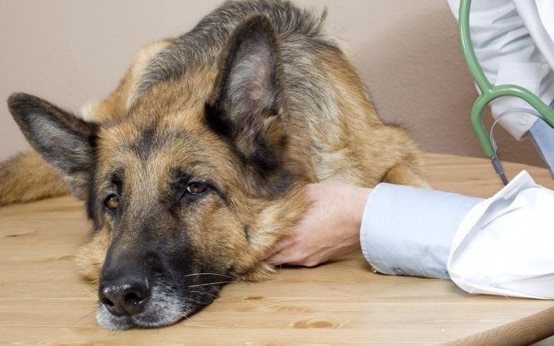 Trattamenti di medicina veterinaria interna Trattamenti di medicina veterinaria interna