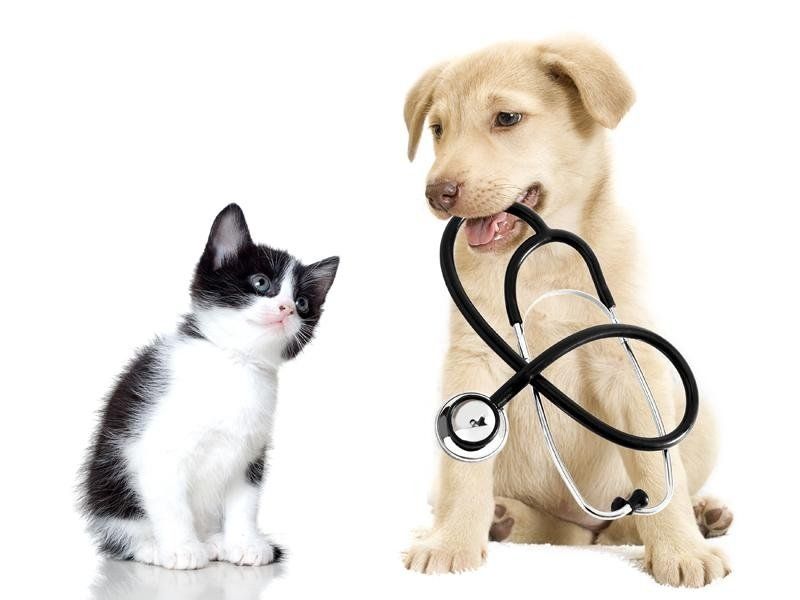 Servizi veterinari Vicenza
