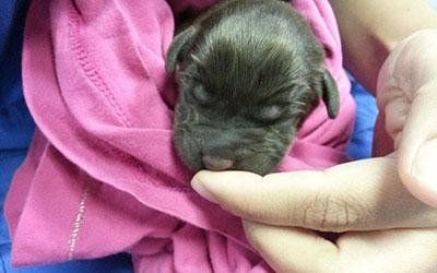 Degenza animali e cure intensive