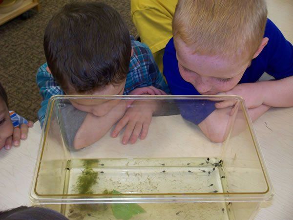 Two young boys are looking at frogs in a clear container.