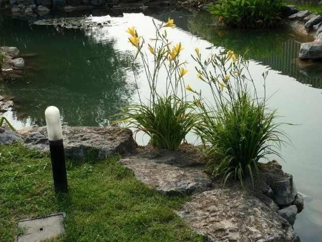 Piante acquatiche