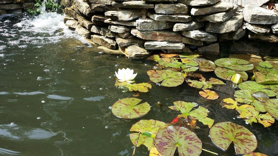 Fiore di ninfea