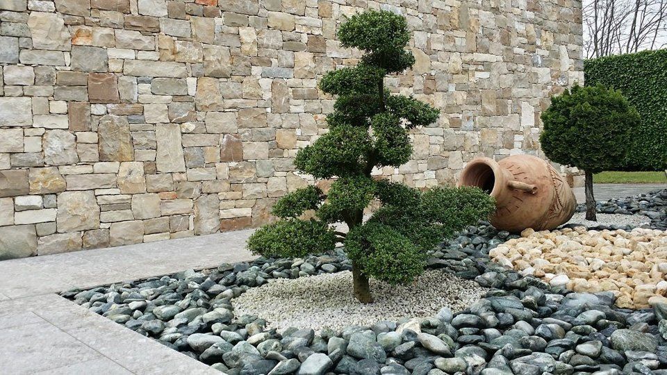 Bonsai