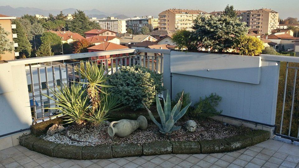 Piante grasse