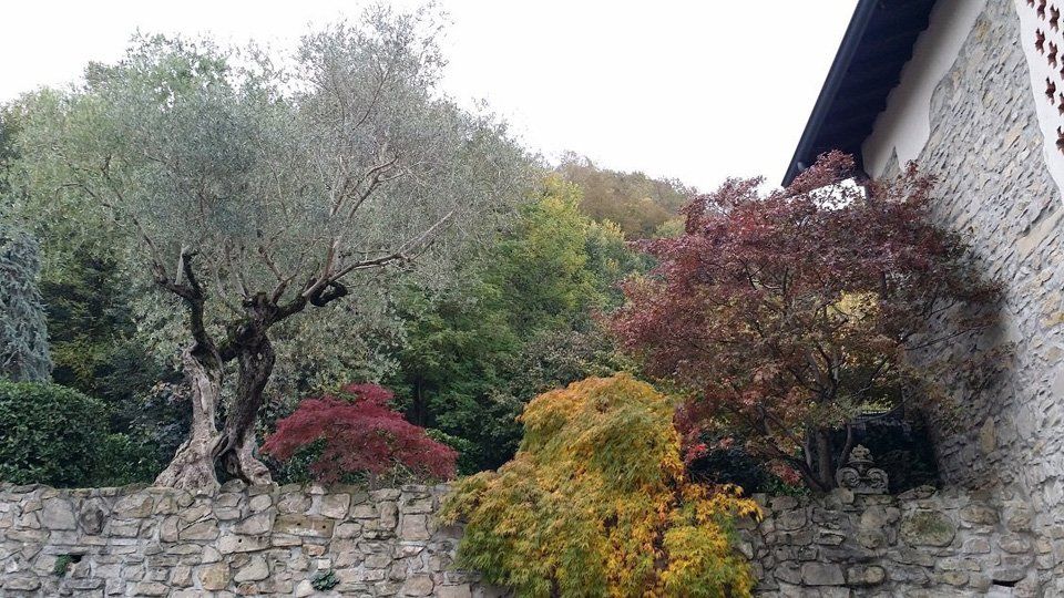 Alberi in fiore
