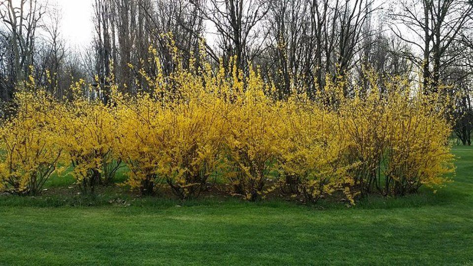Alberi in parco