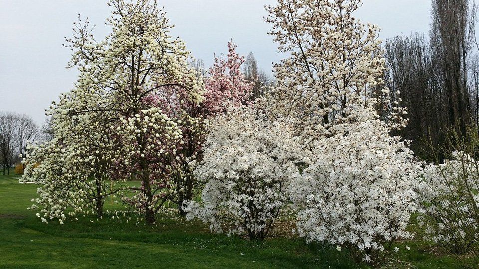 Alberi in primavera