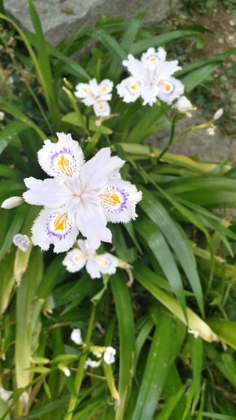 Fiore bianco