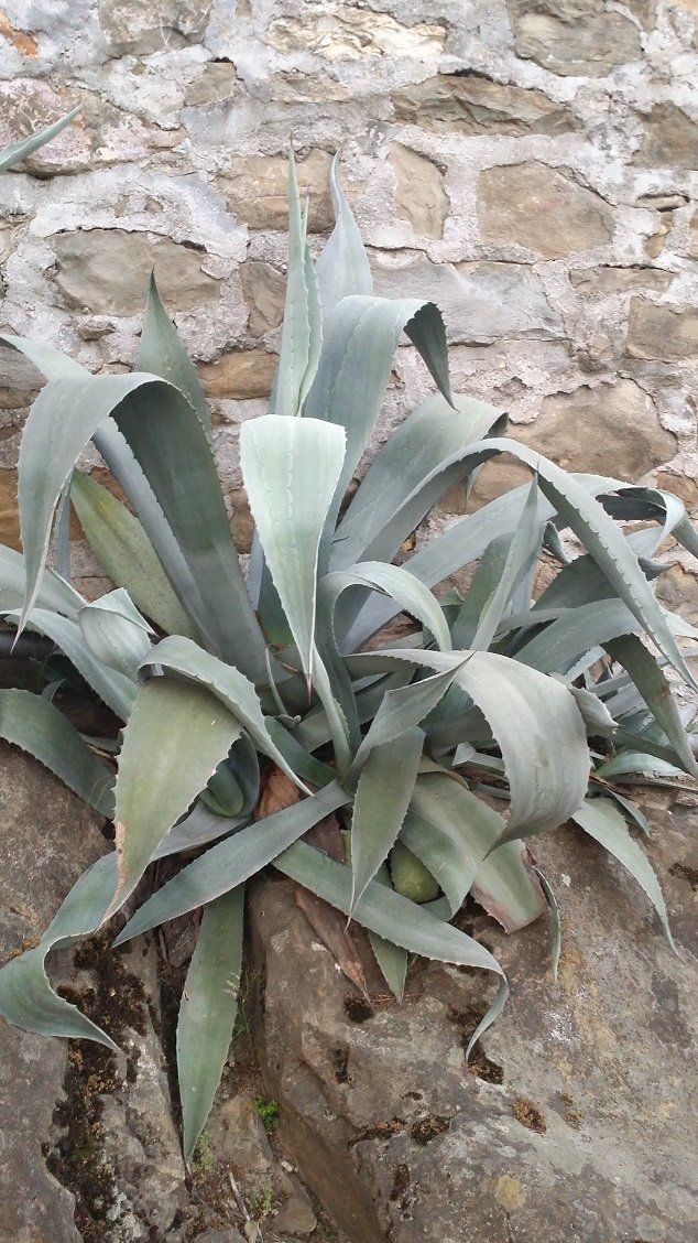 Agave in vaso