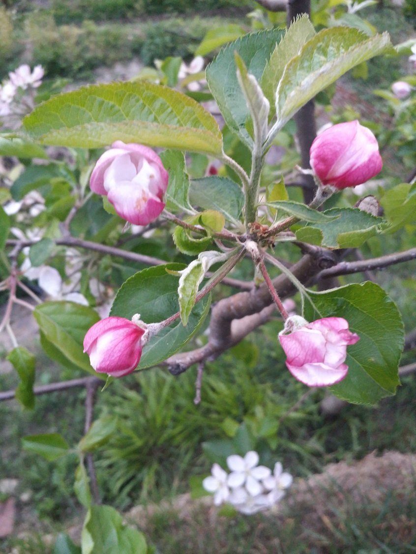 Pianta fiorita