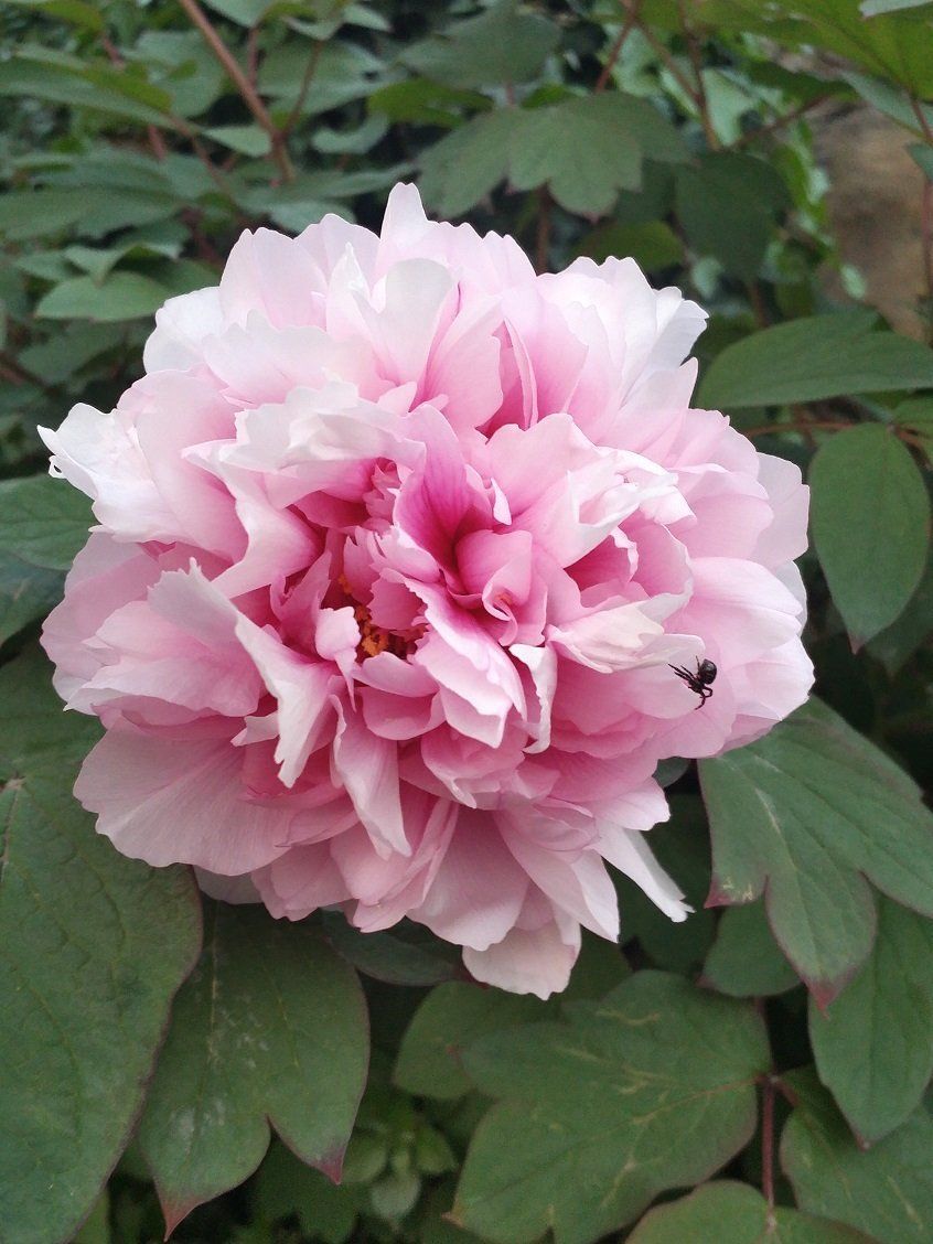 Gardenia rosa