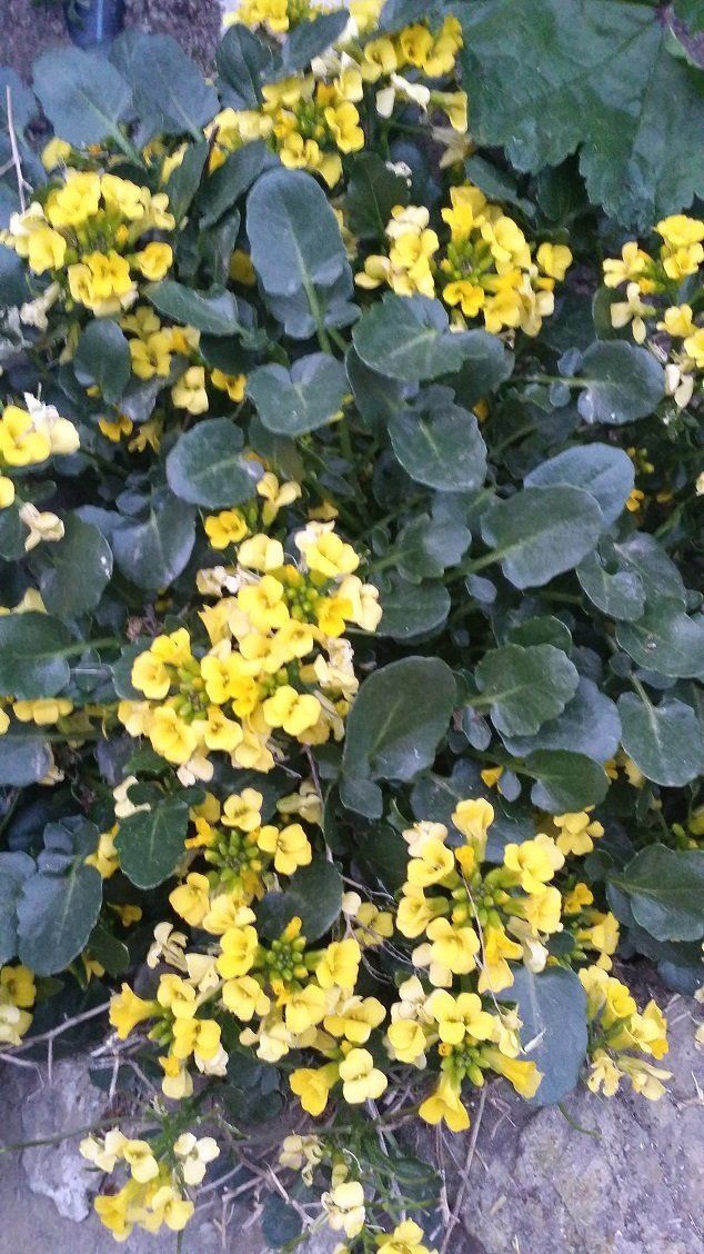 Fiorellini gialli