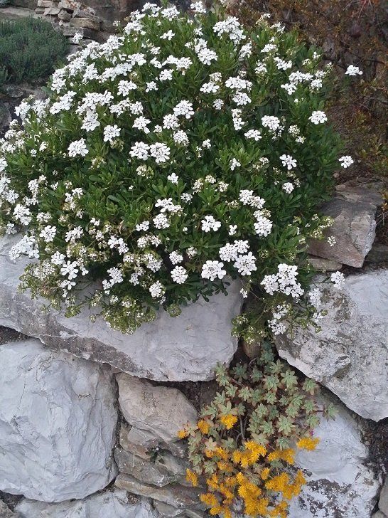 Fiorellini bianchi